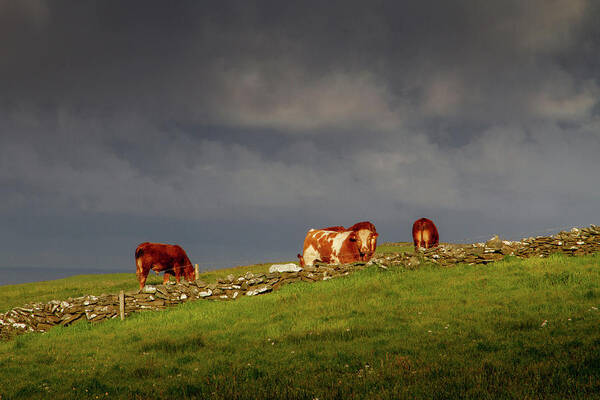 Red Cow Art Print featuring the photograph Red on the Horizon by Mark Callanan