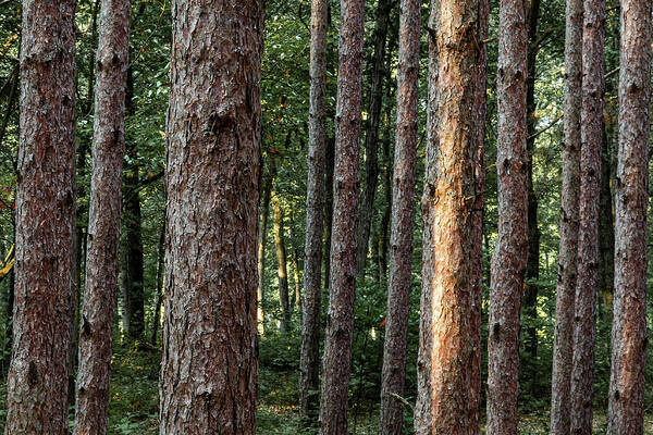 Trees Art Print featuring the photograph Red Pines Forest by Dale Kincaid