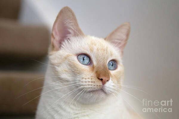 Siamese Art Print featuring the photograph Red Point Siamese Cat 20 by Elisabeth Lucas