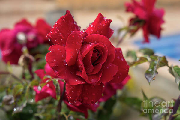 Bloom Art Print featuring the photograph Red rose and sparkling water pearls by the pool by Adriana Mueller