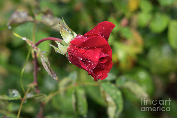 Rose Art Print featuring the photograph Red rose bud with water pearls by Adriana Mueller