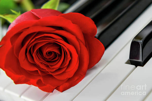 Piano Keys Art Print featuring the photograph Red Rose On Piano Keys by Olga Hamilton