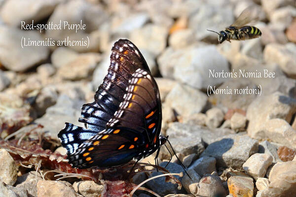 Nature Art Print featuring the photograph Red-spotted Purple Butterfly and Norton's Nomia Bee by Mark Berman