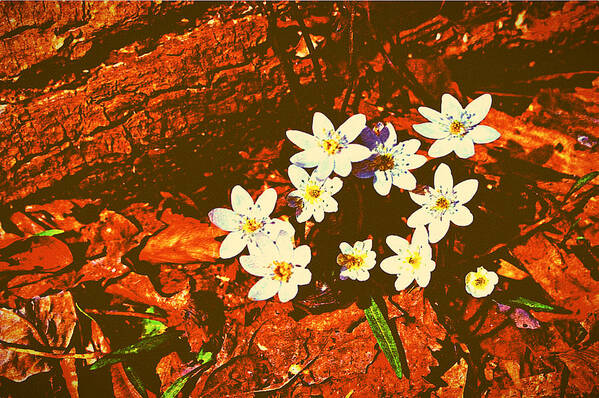 Anemones Art Print featuring the photograph First Wood Anemones of Spring by Stacie Siemsen