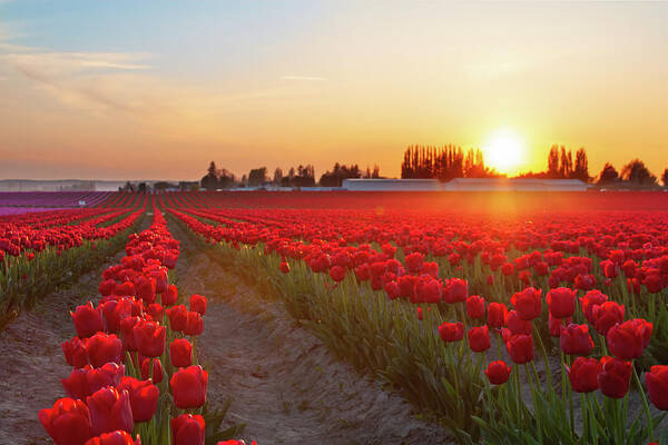 Tulips Art Print featuring the photograph Red Tulip Sunset by Michael Rauwolf