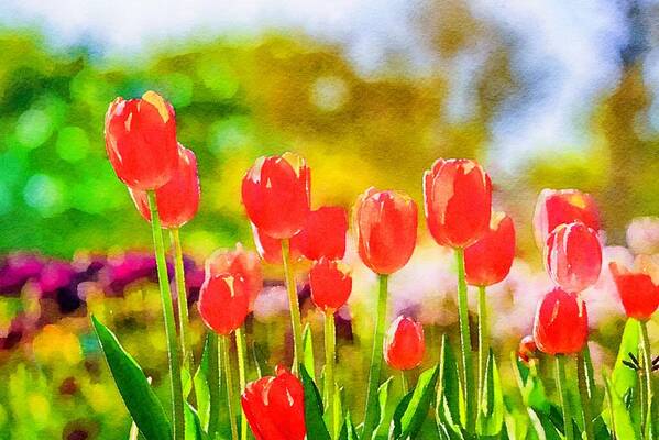 Tulips Art Print featuring the photograph Red Tulips Watercolor by Susan Rydberg