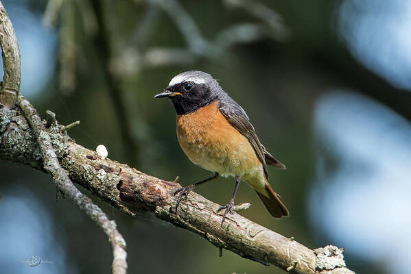 Redstart Art Print featuring the photograph Redstart perching on a pine twig by Torbjorn Swenelius