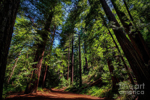 Redwoods Art Print featuring the photograph Redwood Forest by Rich Cruse