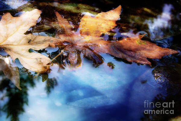 Change Art Print featuring the photograph Reflecting On Change- Our Seasons by Janie Johnson