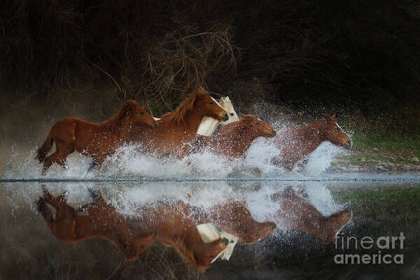 Salt River Wild Horses Art Print featuring the photograph Reflection by Shannon Hastings
