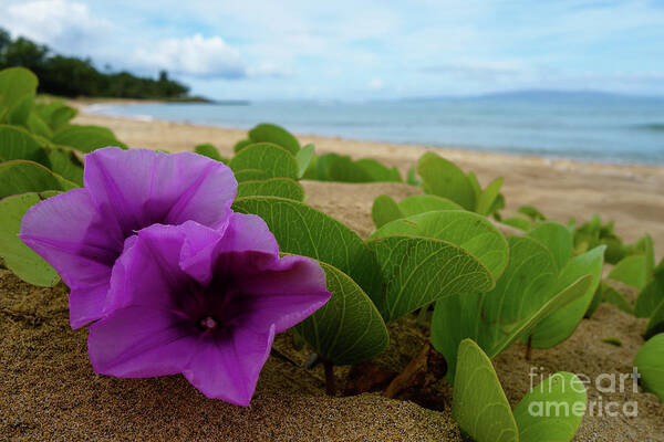 Maui Art Print featuring the photograph Relaxing Flowers in the Sand by Wilko van de Kamp Fine Photo Art