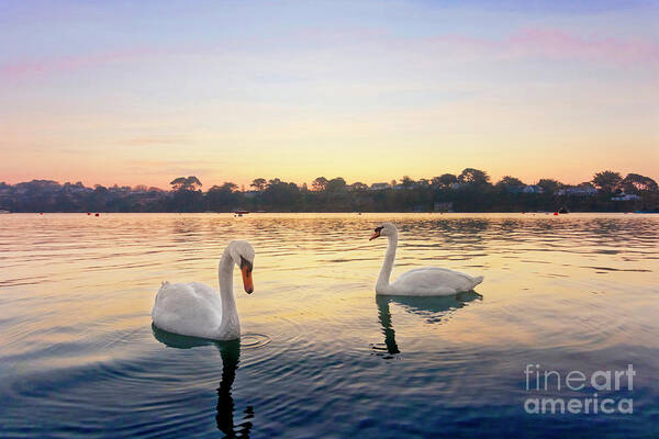Restronguet Art Print featuring the photograph Restronguet Swans at Sunrise by Terri Waters