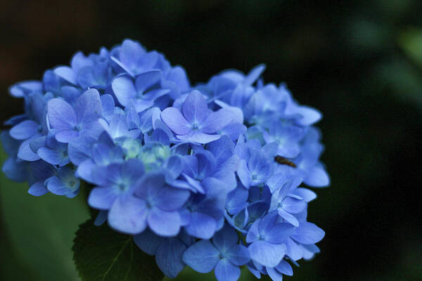 Flower Art Print featuring the photograph Rhapsody in Blue Hydrangea by Stephanie Hobbs