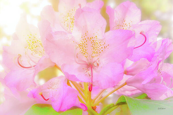 Nature Art Print featuring the photograph Rhododendron Bloom by Leland D Howard