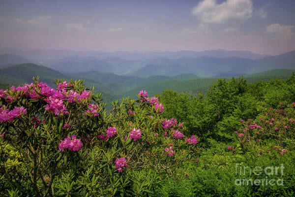 Rhododendron Art Print featuring the photograph Rhododendron in the Blue Ridge Mountains by Shelia Hunt