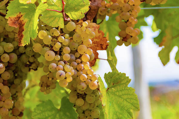 Finger Lakes Art Print featuring the photograph Riesling Grapes by Chad Dikun