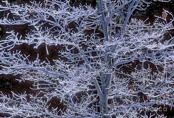 Dave Welling Art Print featuring the photograph Rime Ice Covered Black Oak In Yosemite by Dave Welling