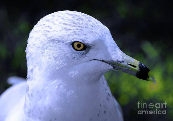 Bird Art Print featuring the photograph Ring Billed Seagull by Elaine Manley