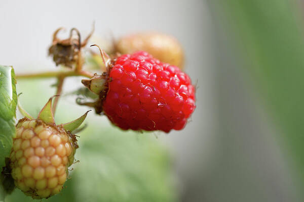 Agriculture Art Print featuring the photograph Ripe Red raspberry looking juicy in the sun by Scott Lyons