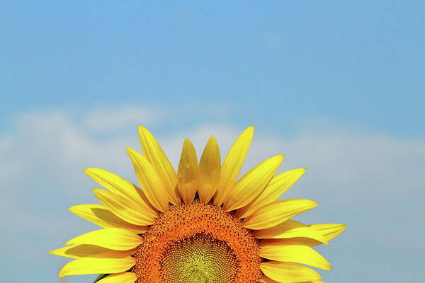 Sunflower Art Print featuring the photograph Rising Sun by Lens Art Photography By Larry Trager