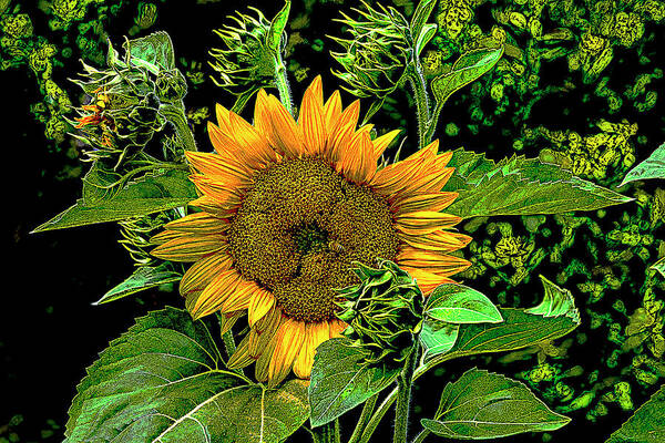 Sunflower Art Print featuring the digital art Roaming the Sunflower by SnapHappy Photos