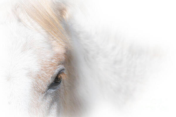 Horse Art Print featuring the photograph Roan Eye by Lisa Manifold