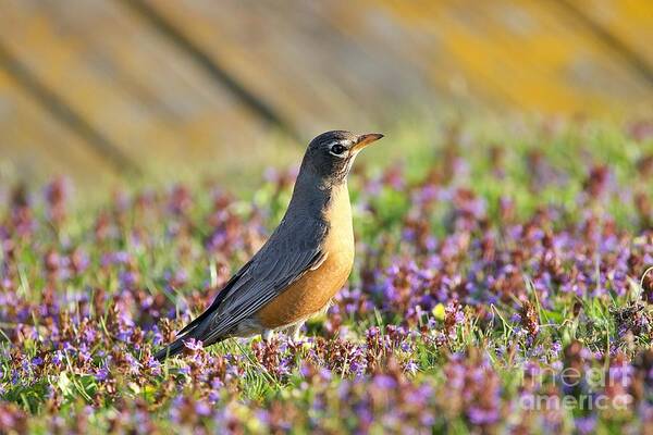 Robin Art Print featuring the photograph Robin in a bed of purple flowers by Yvonne M Smith