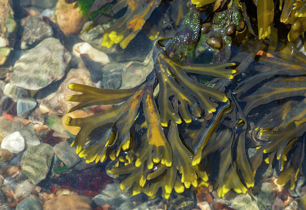 Photosbycate Art Print featuring the photograph Rockweed by Cate Franklyn