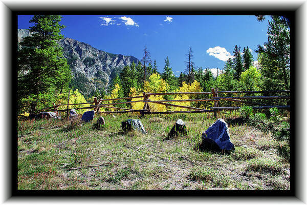 Aspen Art Print featuring the photograph Rocky Mountain Gold by Richard Risely