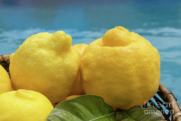 Fruit Art Print featuring the photograph Sunny yellow lemons and blue water by Adriana Mueller