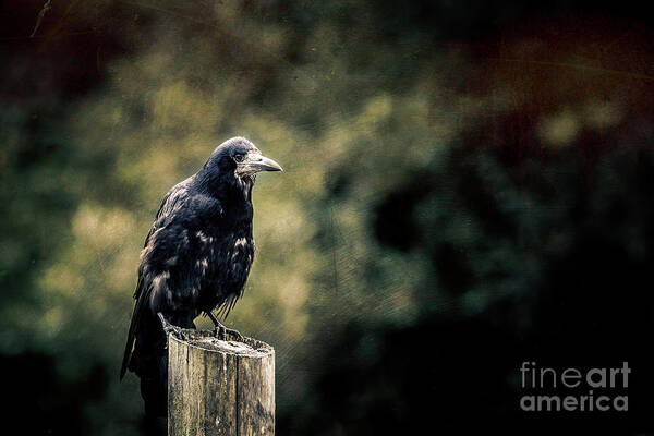 Feathers Art Print featuring the photograph Rook perched on a post with dark and moody background by Jane Rix