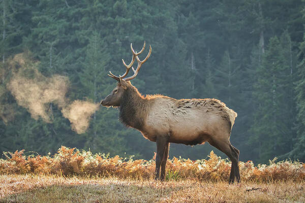 Roosevelt Elk Art Print featuring the photograph Roosevelt Elk by Jurgen Lorenzen