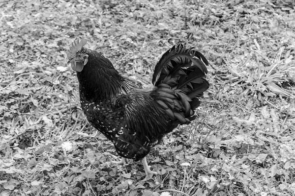 Rooster Art Print featuring the photograph Rooster BW by Cathy Anderson