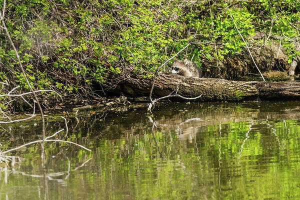 Heron Haven Art Print featuring the photograph Rory Raccoon by Ed Peterson