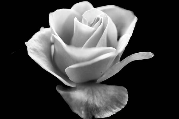 Rose Art Print featuring the photograph Rose Flower In Black and White by Her Arts Desire