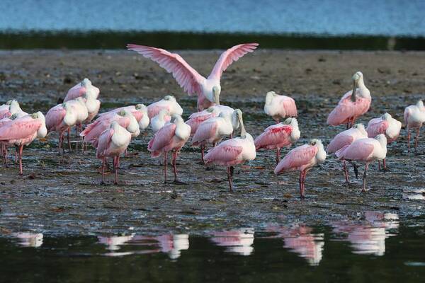 Roseate Spoonbill Art Print featuring the photograph Roseate Spoonbills Gather Together 6 #1 by Mingming Jiang