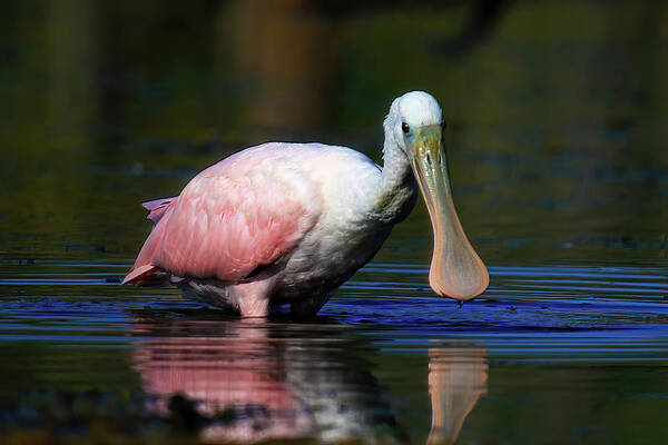 Roseate Spoonbill Art Print featuring the photograph Roseate Spoonbill by Shixing Wen