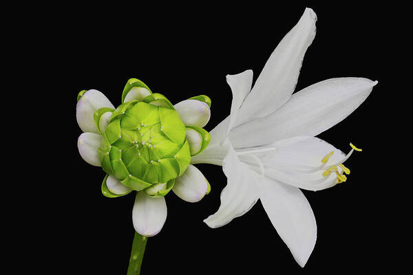 Blooming Art Print featuring the photograph Royal Standard Hosta by Charles Floyd