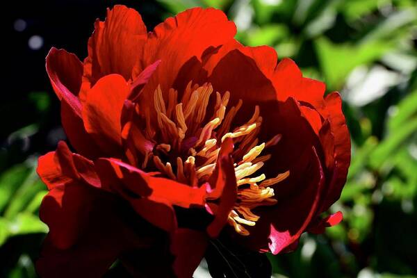 Peony Bloom Art Print featuring the photograph Ruby Peony by Lynn Hunt