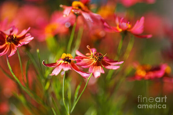 Tickseed Art Print featuring the photograph Rum Punch Plant Coreopsis Warmth by Joy Watson