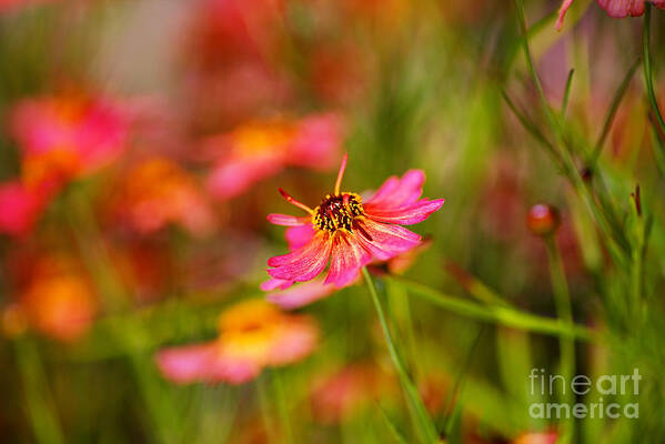 Tickseed Art Print featuring the photograph Rum Punch Plant Coreopsis Whispers by Joy Watson