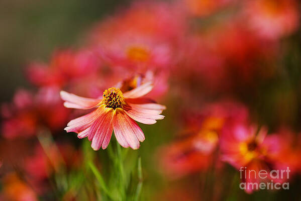 Tickseed Art Print featuring the photograph Rum Punch Plant Warmth Coreopsis by Joy Watson