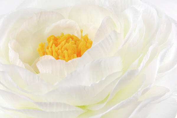 Ranunculus Art Print featuring the photograph Rununculus Buttercup white flower macro by Severija Kirilovaite