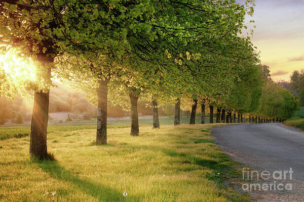 Road Art Print featuring the photograph Rural road lined with trees at sunset by Simon Bratt