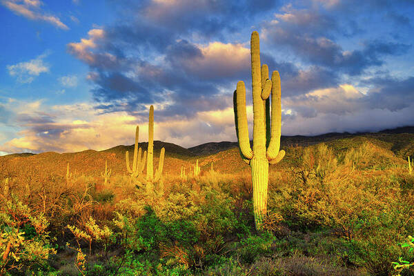 Saguaro Art Print featuring the photograph Saguaro Cacti at Sunset by Chance Kafka