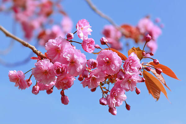 Pink Blossom Art Print featuring the photograph Sakura in a blue sky by Maria Meester