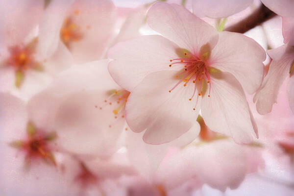 Cherry Blossoms Art Print featuring the photograph Sakura by Susan Rissi Tregoning