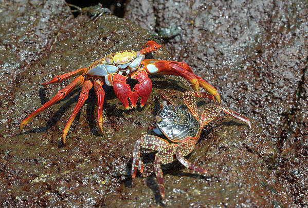 Republic Of Ecuador Art Print featuring the photograph Sally Lightfoot crab, Grapsus grapsus, Floreana Island, Galapagos Islands, Ecuador by Kevin Oke