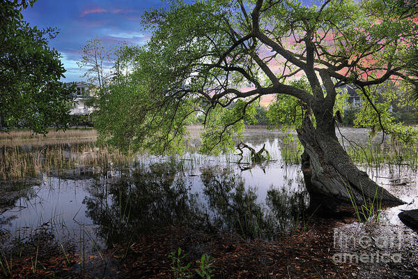 Salt Marsh Art Print featuring the photograph Salt Marsh - Sunset - Live Oak Tree by Dale Powell