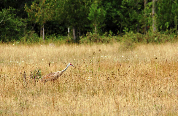 Sandhill Crane Art Print featuring the photograph Sandhill Crane by Debbie Oppermann